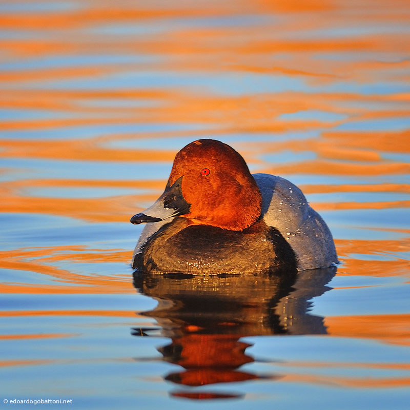 my beautiful world - pochard