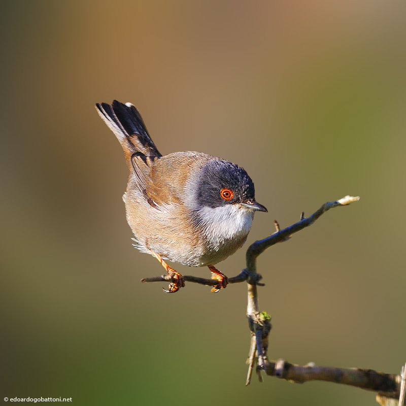 my beautiful world, Sardinian Warbler