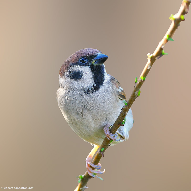 my beautiful world, tree sparrow
