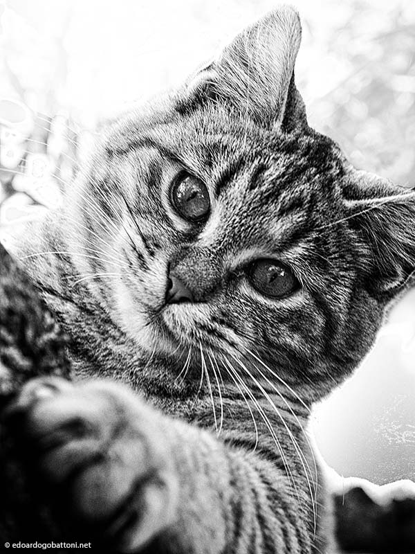 Inside a cat's eyes, you get lost