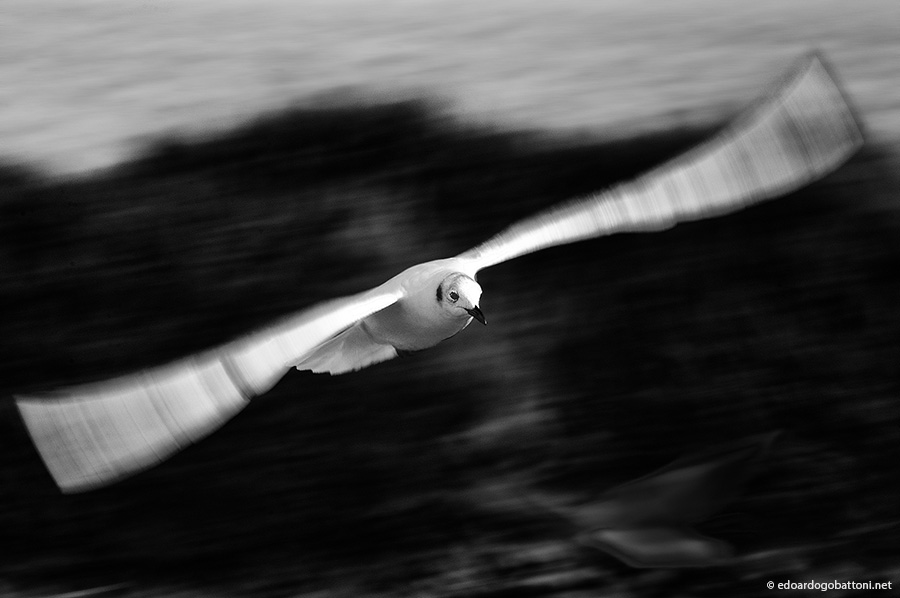 The higher the seagull flies, and sees far more