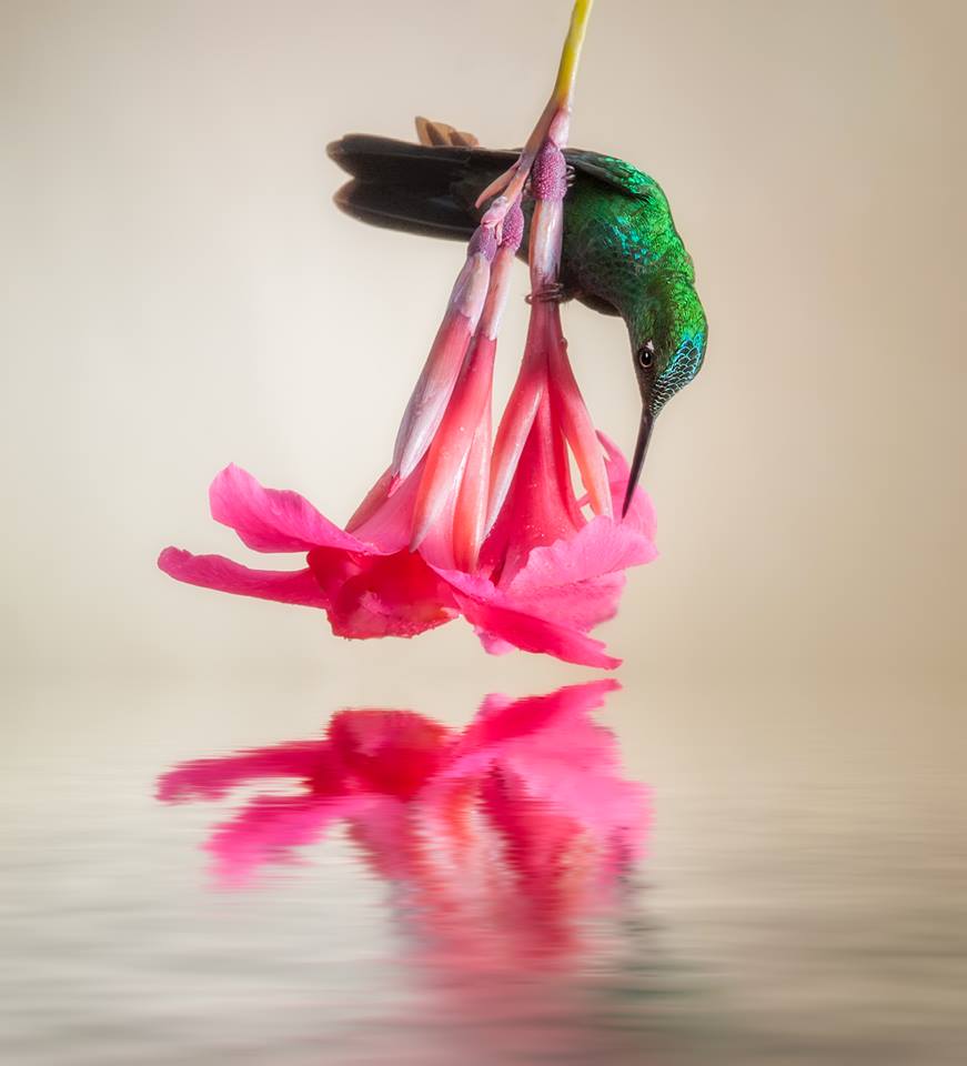 Alfredo Sanchez Roman