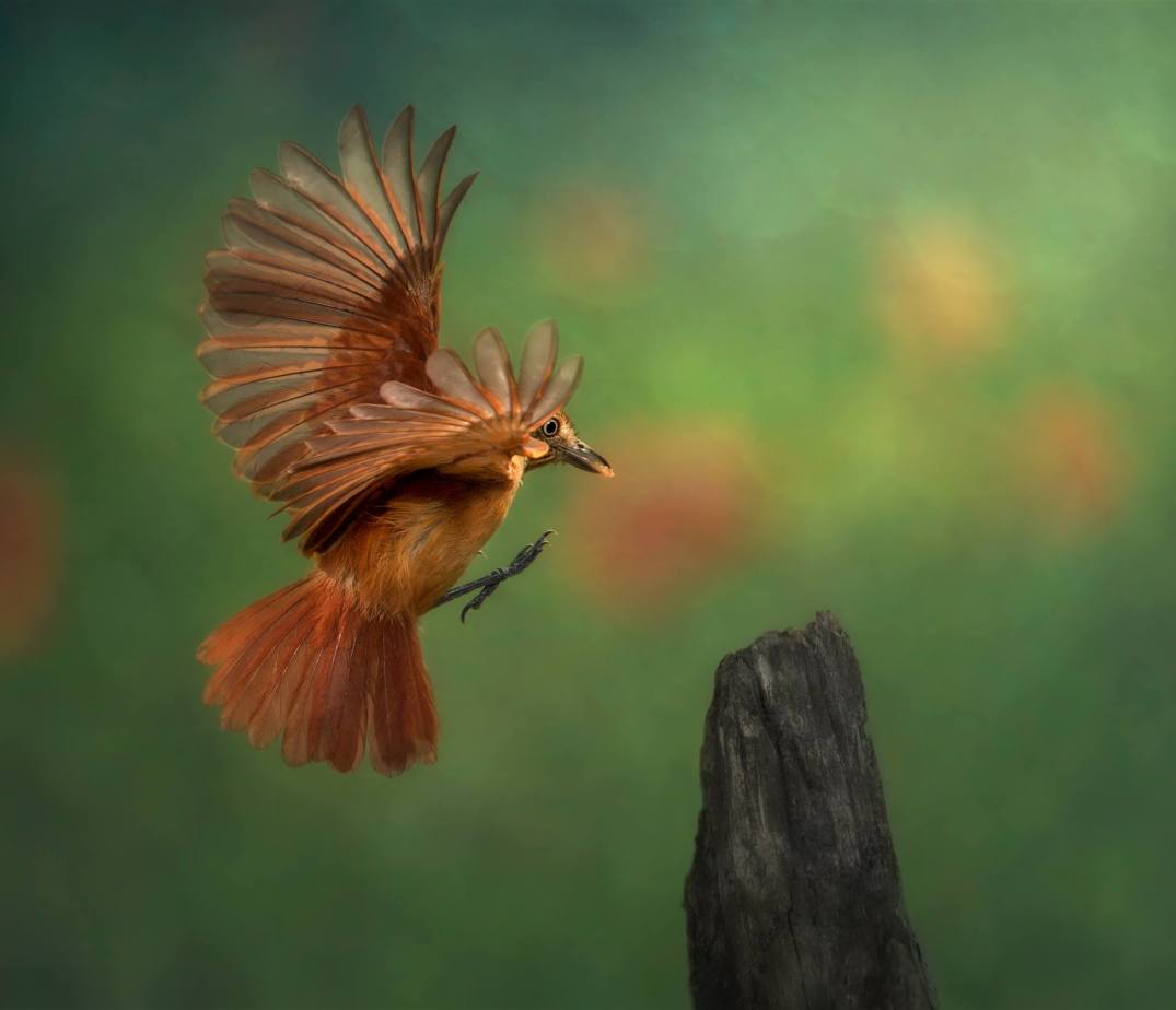 Alfredo Sanchez Roman