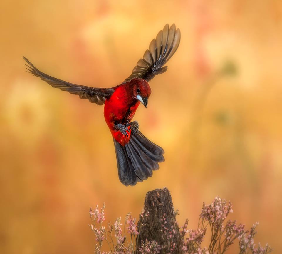 Alfredo Sanchez Roman