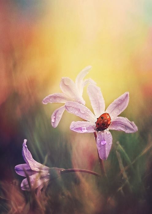 Justyna Walichniewicz