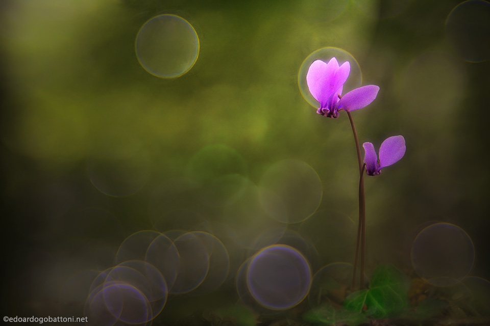 960 wild cyclamen - EDOARDO GOBATTONI