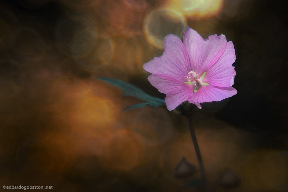 960-pink beauty -EDOARDO GOBATTONI