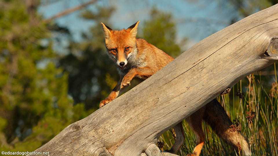 960-fox on the trunk-EDOARDO GOBATTONI