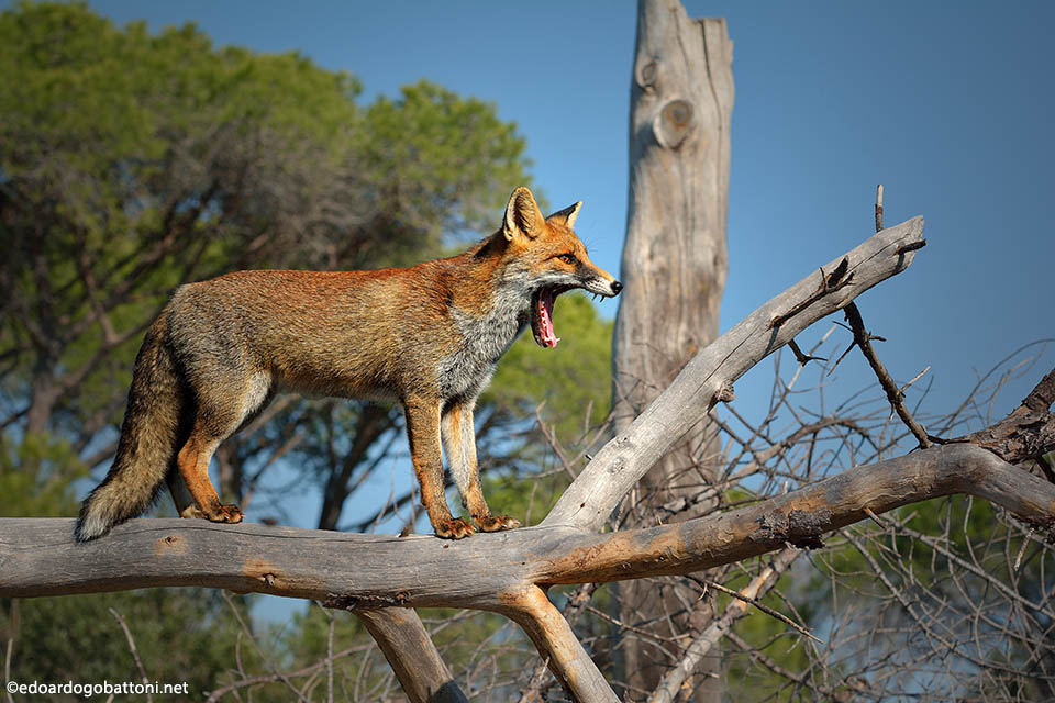 960-the howling-EDOARDO GOBATTONI