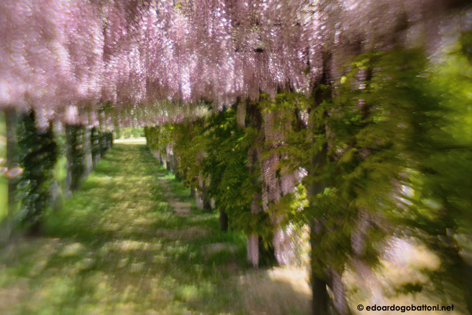 960-Pink 2-EDOARDO GOBATTONI