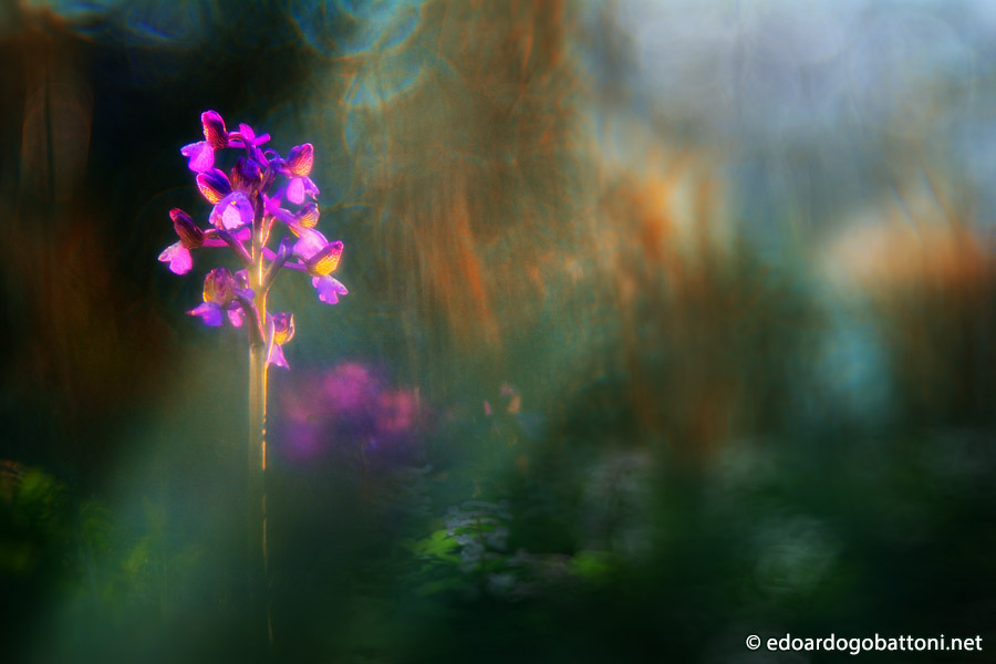 900-wild orchid #1 -EDOARDO GOBATTONI