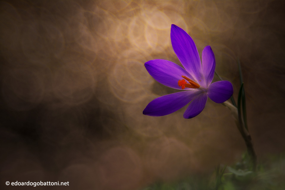 960-Crocus -EDOARDO GOBATTONI