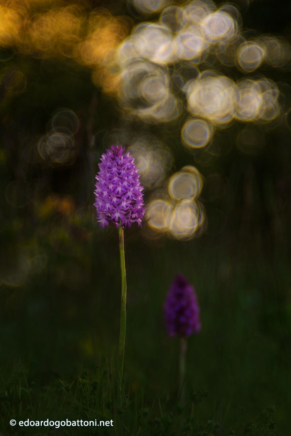 900-wild orchid #2 -EDOARDO GOBATTONI