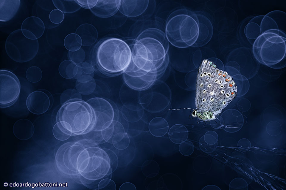 960 Butterfly in blue -EDOARDO GOBATTONI