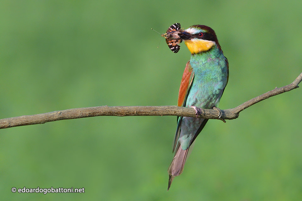 960-Bee-eater catching butterfly -EDOARDO GOBATTONI