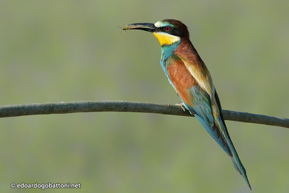 960-Bee-eater catching grasshopper -EDOARDO GOBATTONI -