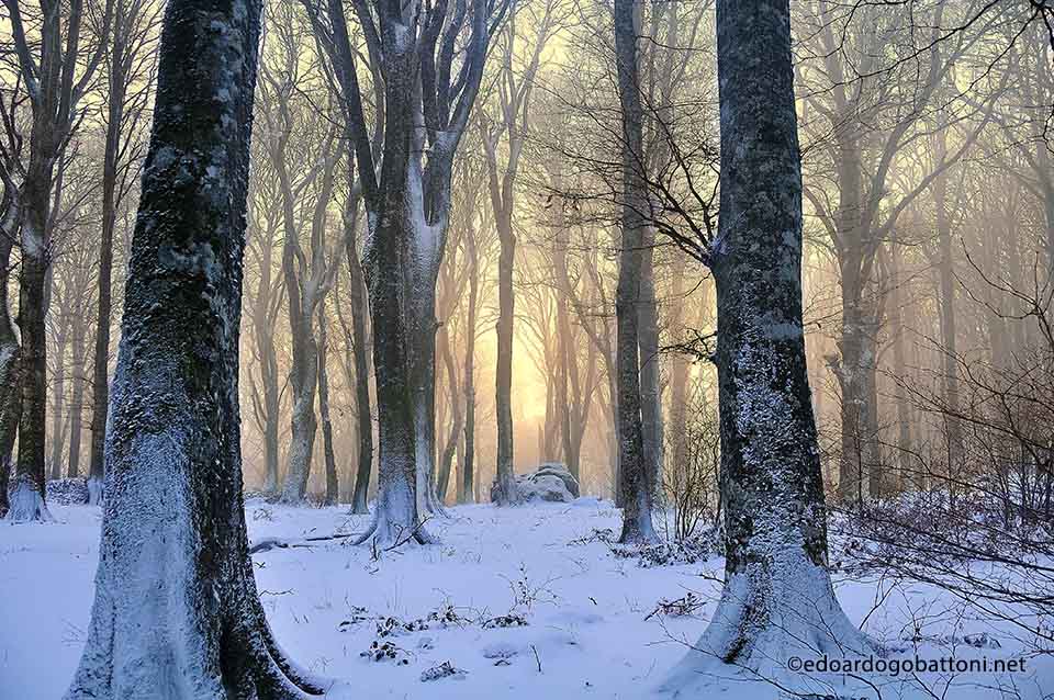 960-snowy-beech-forest-at-sunset-edoardo-gobattoni