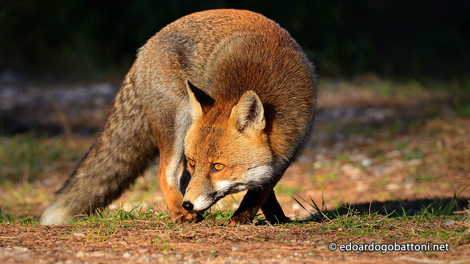 960-fox-attack-edoardo-gobattoni