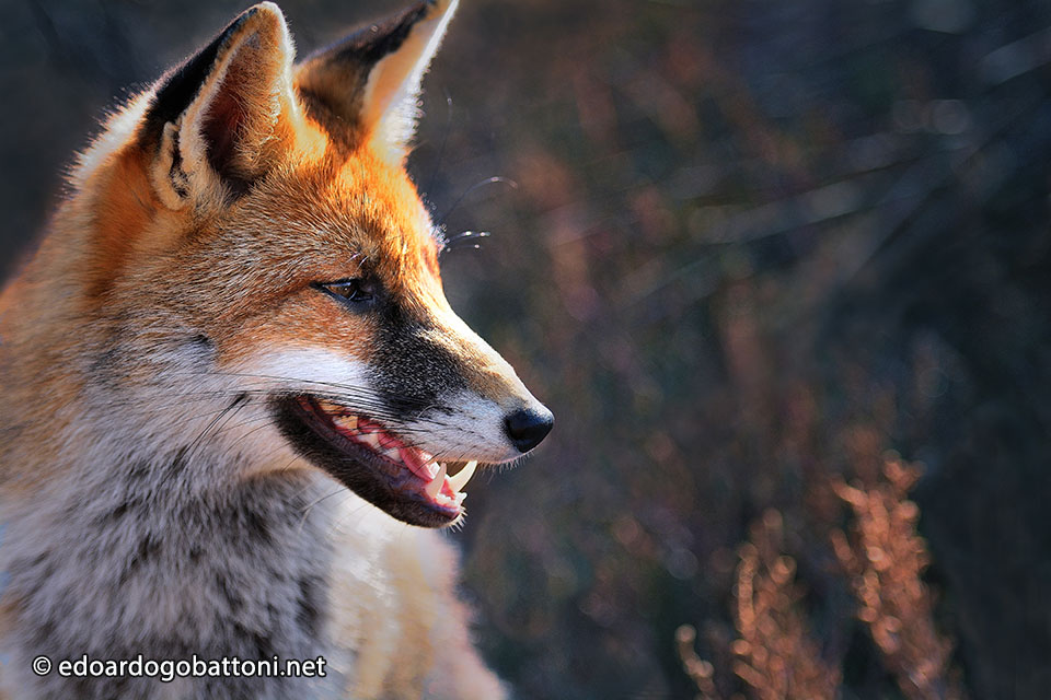 960-fox-portrait-edoardo-gobattoni