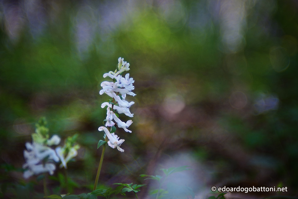960-Spring Beauty Wildflower #1