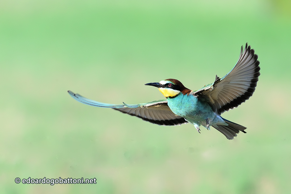 960-bee-eater in flight